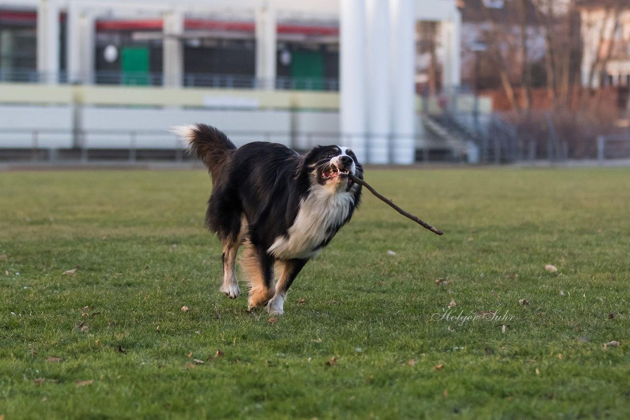 Bild 26 - Hundeshooting